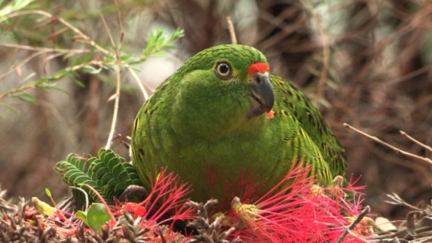 Breeding hopes... the critically endangered western ground parrot at Perth Zoo.
