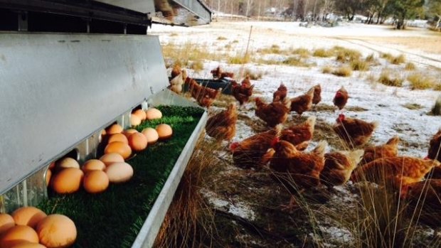 Chickens in the snow at Paddock Perfect in Jindabyne.