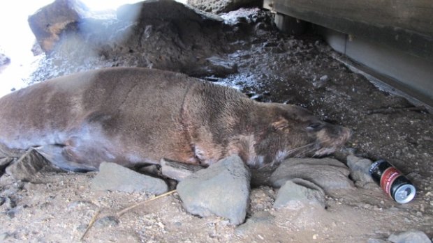 Salvatore was starving to death when he was found under a pier in the Maribyrnong River in October 2015.