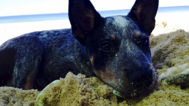 Aussie, the blue cattle dog, whose death alerted the children to the danger.