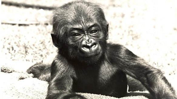 A baby Mzuri at Melbourne Zoo.