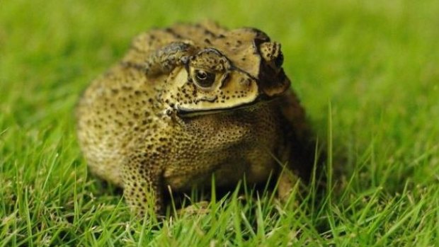 If possible, attempt to contain the animal alive in a container it can’t escape from. Wear disposable gloves when handling the toad and wash your hands thoroughly afterwards.