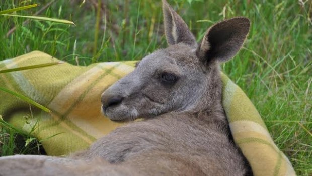 One of the kangaroos rescued after it was trapped down a mine shaft in Trentham.