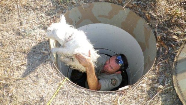 An RSPCA inspector lifts a dog out of the bunker.