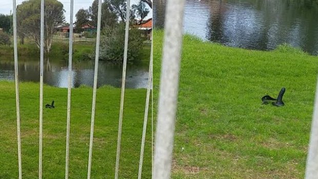 That's not a duck sunning itself by the water in Mandurah.