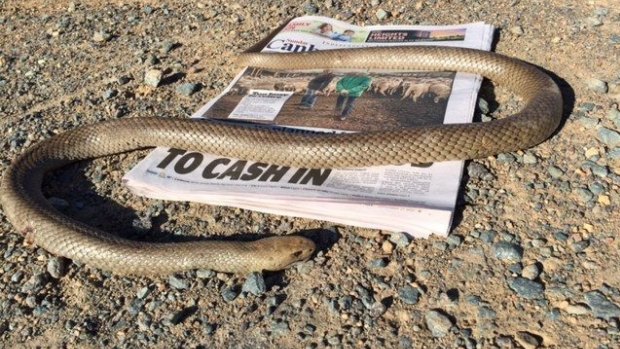 An eastern brown snake browses through Sunday's Canberra Times (perhaps looking for venomous columnists).