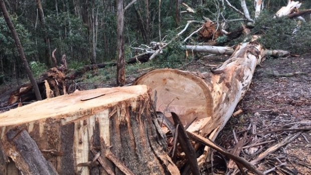 It is believed a group of four to six people used a chainsaw to chop down the five trees. 