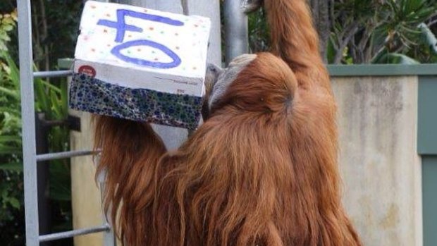 Perth Zoo's Hsing Hsing turns 40.