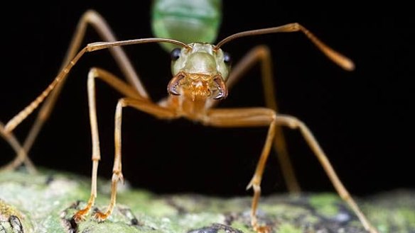 Researchers change brain chemistry of ants to adjust aggression