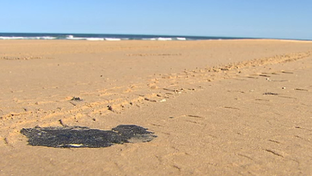 The oil "patties" were spotted along a stretch of beach on Fraser Island.