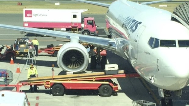A dog being loaded on to a Qantas flight in Canberra.