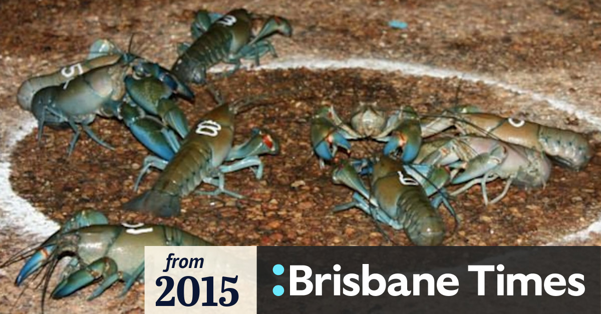 Yabby races off and scuttling in Queensland town Windorah
