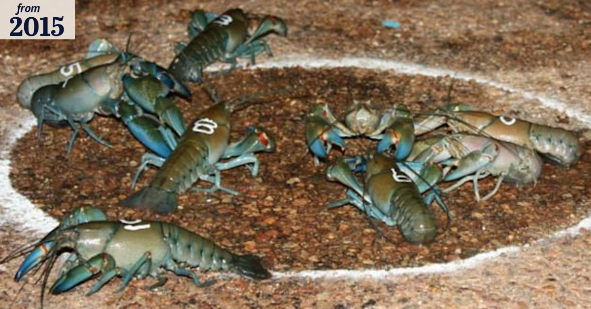 Yabby races off and scuttling in Queensland town Windorah