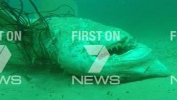 The shark reportedly caught in nets at Bondi Beach today.