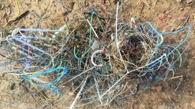 Bird nest in Red Hill made predominantly of coat hangers. 