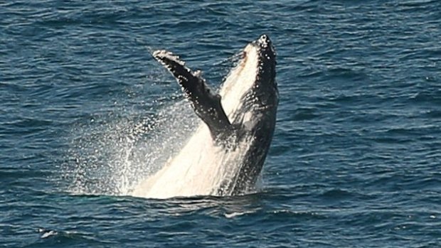 Looking up: Humpback whales.