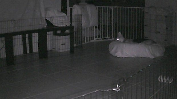 Caught napping: A Melbourne dog shown in a webcam image from the Russian site.