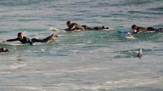 Surfers were forced to flee the water at Mettams Pool earlier this year. 
