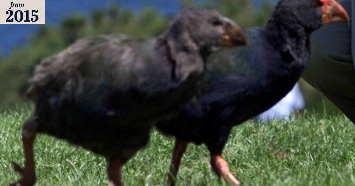 New Zealand orders bird cull and shoots the wrong endangered species