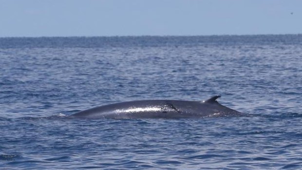 The rare omura whale was spotted on the Great Barrier Reef near Mission Beach.