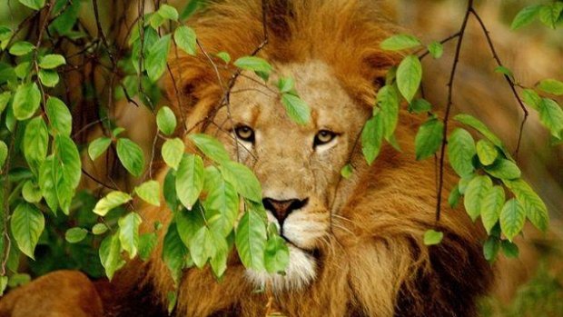 Popular Perth Zoo lion, Nelson, has died after contracting a serious infection. 