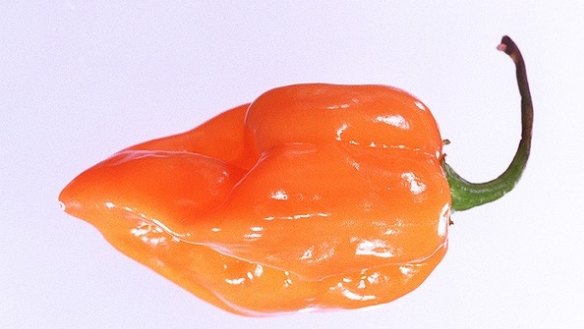 About five centimetres long and wide at the shoulder, tapering to a small point, habanero chillies are intensely hot and start out green and ripen to yellow, orange or red. Handle with care. 