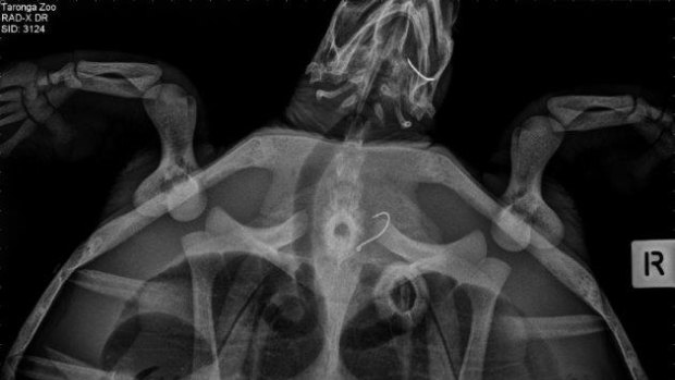 X-Ray of a Green turtle that swallowed a fishing hook.