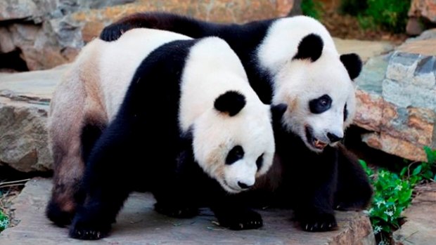 The Chinese were so thrilled with a $35 billion gas deal in 2007 that they made a gift of giant pandas Funi, left, and Wang Wang to Adelaide Zoo.