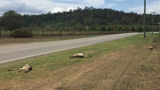 The RSPCA has appealed for witnesses after the 100-metre stretch of road was littered with dead kangaroos.