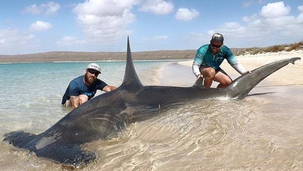 Joshua Butterworth and Jethro Bonnichta with the huge hammerhead