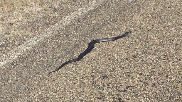 Scott Nielsen posted this photo to social media of a black snake spotted at Tharwa.