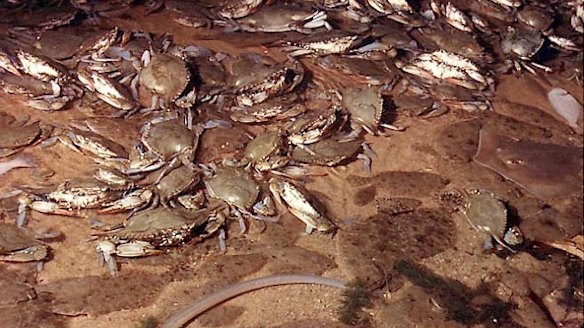 Marine life will be hit hard if oxygen levels sink.