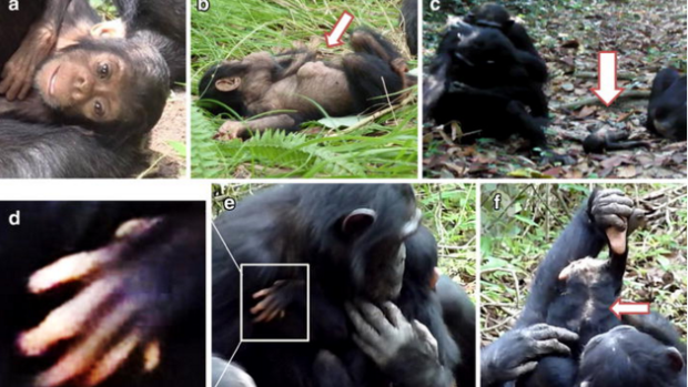 The infant chimpanzee had physical and intellectual disabilities including a growth on her abdomen, damage to her spine, and a malformed hand.