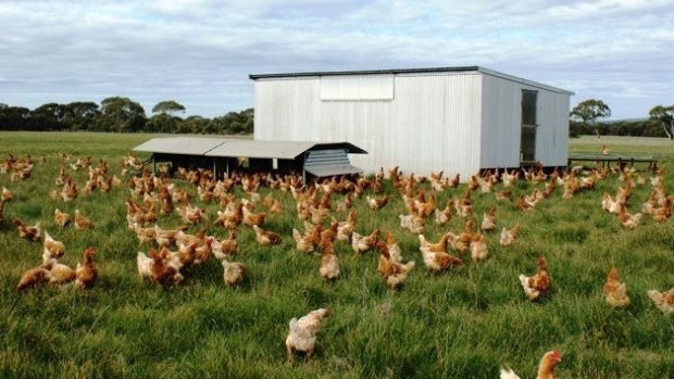 Choice is calling for a free-range egg standard that would recognise the need for hens to regularly go outside.