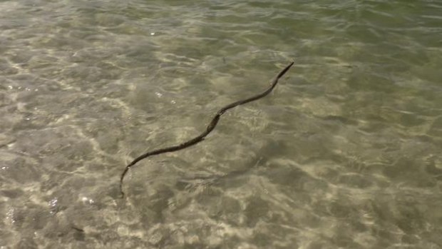 The brown snake seen in the water at Forster. 