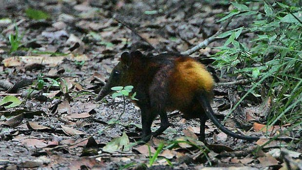 The golden-rumped elephant shrew is a species under the protection of the EDGE of Existence.