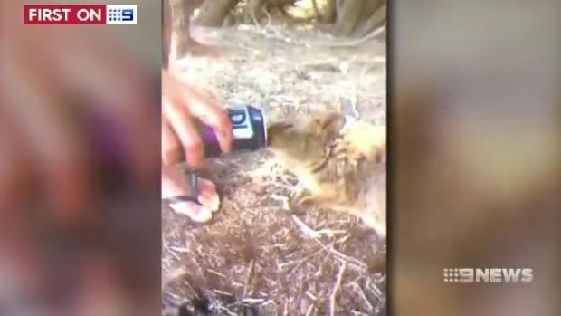 A man has been filmed feeding a quokka vodka on Rottnest Island. 