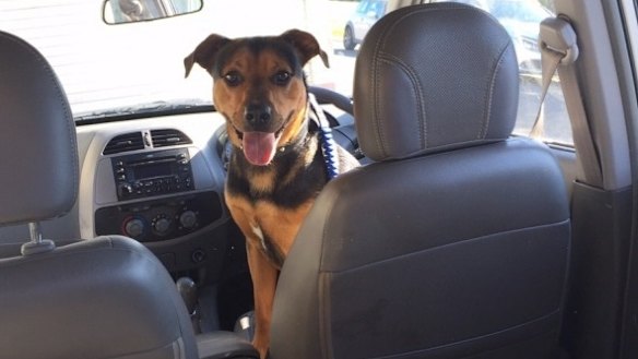How Baloo the Kiwi dog was reunited with his owner in Sydney