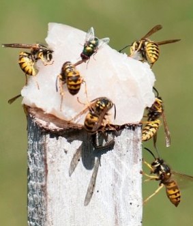 European wasps have been banned in the ACT.
