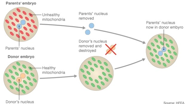 Method one involves placing the nucleus of an embryo into a donor embryo with healthy mitochondria.