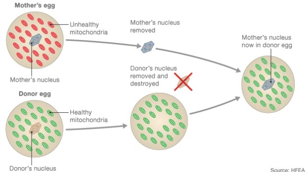 Method two involves placing the nucleus of an egg into a donor egg with healthy mitochondria.