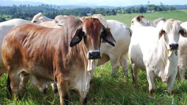 Certified grassfed cattle must never be fed grain or grain by-products, according to the Pasturefed Cattle Assurance System.