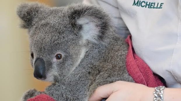 Peta the koala was found after being hit by a car and underwent surgery.