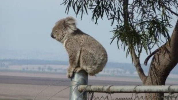 60 hectares of koala habitat, including 21,000 mature koala trees cleared for new Moreton Bay Rail Project. 