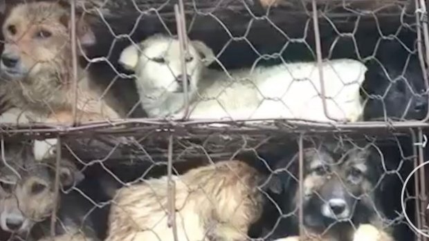 Some of the dogs on the truck that was intercepted by Chinese activists in Guangzhou.