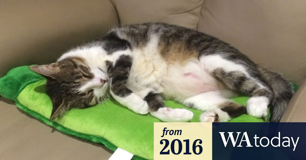 Cat Owner Fights For Justice After Dog Attack Ignored By City Of