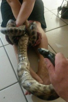 Her hands were bound by the pet python. (The Snake Catcher 24/7)