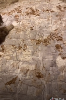 Poop rug pattern