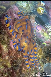 A blue-ringed octopus at Coogee beach