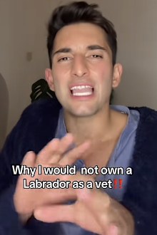 vet explains why he would never own a labrador